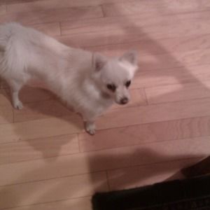 Meet your Posher, Perla